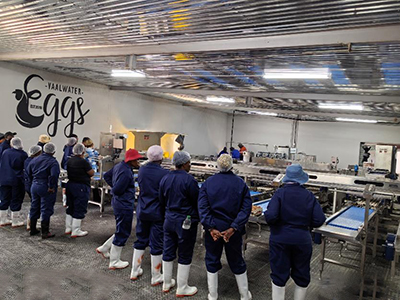 Solución para el lavado, clasificación y envasado de huevos en Vaalwater, Sudáfrica, en 2025