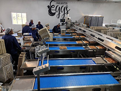 Solución para el lavado, clasificación y envasado de huevos en Vaalwater, Sudáfrica, en 2025