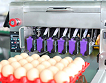 Codificador de huevos